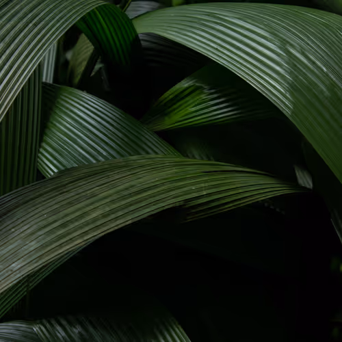 Natureza Brasileira
