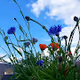 Nature evry day