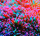 Candy Coated Anemone
