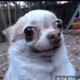 DOG FACE ULTRA
