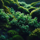 Whistling moss