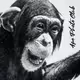 Photo Ape Yacht Club (PAYC)