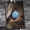 Framed Eyes