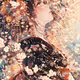 wafuku flower