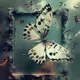 butterflies deco