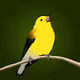 North American Wildlife
