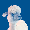 Llama Me