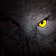 6g-Eyes