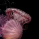 Free-floating jellyfish