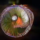 AI-imagined psychedelic ammonites