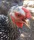 My Chicken