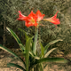 Asia Nature Flowers