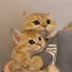 cattothemoon