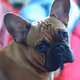 French bulldog