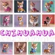 Chihuahua Club