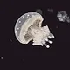 Unique And Rare