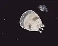 Unique And Rare