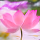 Crypto-Flowers