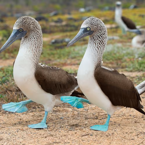 Boobies of all Kinds NSFW