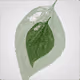 Sad Leaf