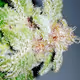 Digiweeds RLA
