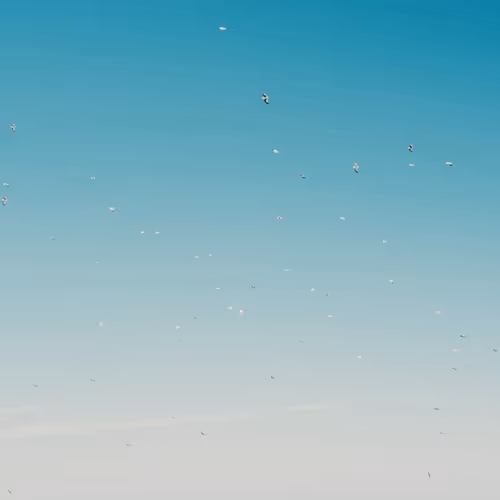 Solar Bloom