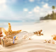 SeaShell Collection #131188354