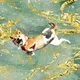 Dreams of Shibas