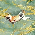 Dreams of Shibas