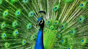 Peacock - 5HvMyRswnC