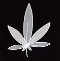 Ganja Leaf RGB