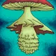 Saga Mushrooms