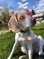 The Beagle Collection