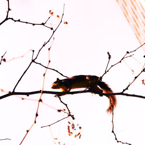 Squirrel Photography