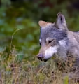 The Wild North