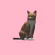 Crazy Cats1