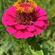 Floral Flowers