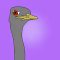 Ostrich Colly CLub