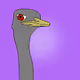 Ostrich Colly CLub