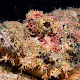 Underwater Photography by Daniel Sasse