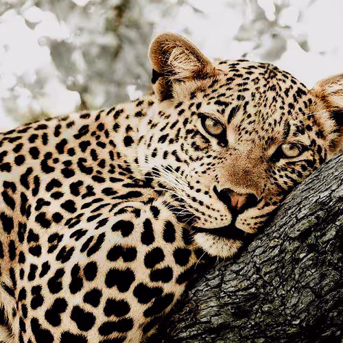 Lazy Leopards