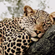 Lazy Leopards