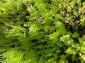 THE WORLD OF MOSS