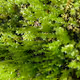 THE WORLD OF MOSS