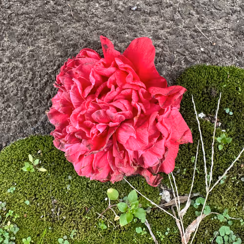 Yzportfolio ArtPhoto NFT