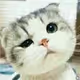Naive cat