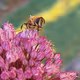 Bees