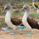 Boobies of All Kinds NSFW Animated