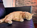 Limited cat art collection