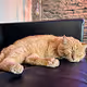 Limited cat art collection